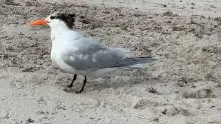 Atlantic Ocean Florida seagull chicks seaweed jellyfish sunrise May 2023
