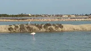 Фламинго 🦩 Испания 🇪🇸 Сан Педро дэль Пинатар