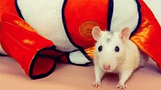 Рататуй. Большая домашняя пушистая мягкая КРЫСА Мелиcса Рататуй