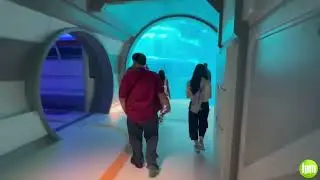 Endless Ocean - SeaWorld Yas Island, Abu Dhabi