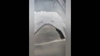 Заготовка окуня.