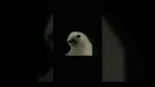 Танцевальный ёжик 