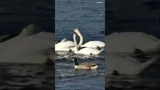 swans ducks water white bird #wildlife #shorts #birds