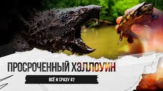 Хэллоуинская подборка