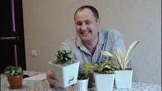 Сансевиерия Ханни. Особенности коллекционных сортов.