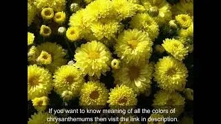 November Birth Flower - Meaning & Symbolism(What It Represents)