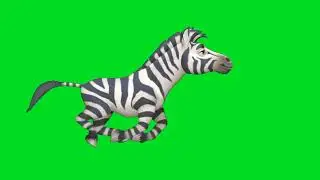 Zany Zebra Zooms: Green Screen Galore of a Wild Zebra Running!"
