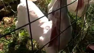 Feeding time