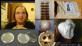 Agar , Petri e terreni di coltura per micologia