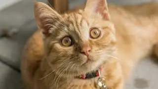 Why Are Cats So Curious? Explained!