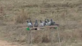 Pombos de voo livre em treino