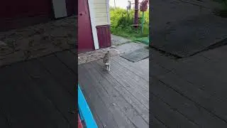 Нюша
