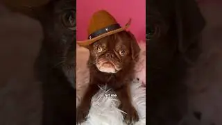 The Feared Karate Pug!🥋 #youtubechamps #dogskit #comedyshorts #pug Jason banks comedy audio