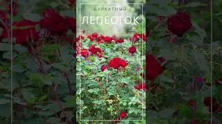 Идеальная роза для групповой посадке   Нина Вейбулл