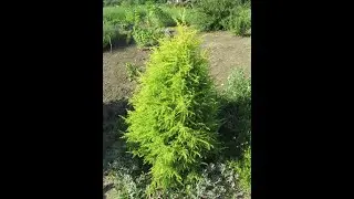 Ялівець звичайний Голд Кон. 2018рік.