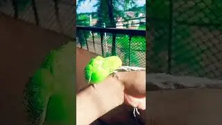 кеша заминированный