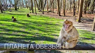 Берберские Обезьяны и Аисты В Удивительном Месте Германии! Салем // Вокруг Боденского озера