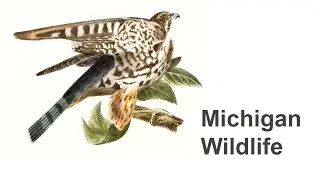 Michigan Wildlife