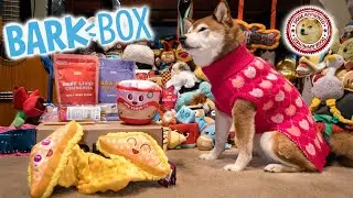 Unboxing the February 2021 BarkBox - Dinner Dates