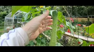 3 minutes of Cucumber Tips & Tricks to Max Yields all Summer