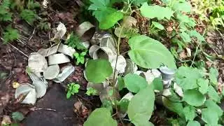 Заключение по шурфу лесной свалки ,медь,латунь, алюминий,железо!