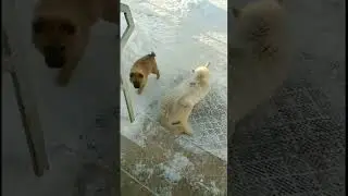 Собачки из Якутии. Dogs from Yakutia. Миша Инжелант #mishaingelant
