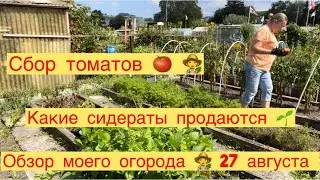 ОБЗОР МОЕГО ОГОРОДА 👩‍🌾 СКОЛЬКО ТОМАТОВ СОБРАЛА🍅СИДЕРАТЫ 🌱