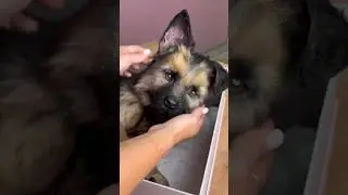 Овчаренок отправляется к своей хозяйке ❤️