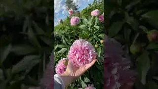 Пионы