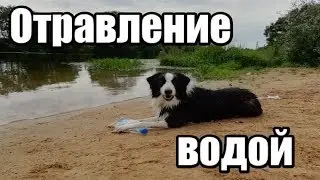Осторожно! Водное отравление собак! Советы на лето владельцам собак.