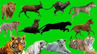 Jungle Animals Green Screen video |