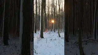 Morgens im Wald
