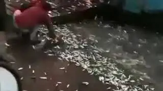 Fish jumping out of water - betim.Goa