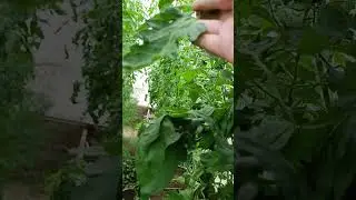 🌿🍅 стрижка 