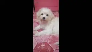 Lambing with my doggie siri.