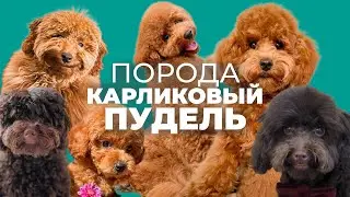 Все о породе КАРЛИКОВЫЙ ПУДЕЛЬ 🐾 Плюсы и минусы, характер, воспитание, отзывы, дрессировка, история📚