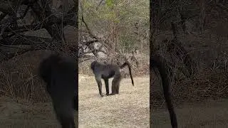 The Chacma Baboon