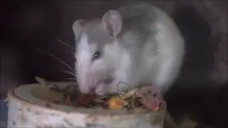 TOP 6 MOST DANGEROUS ANIMALS ON EARTH!