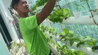 Lettuce in a cup {Bahay ni Tatay part 2