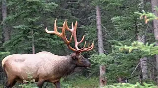 Big Elk Bull with Cows in Early Rut Communication