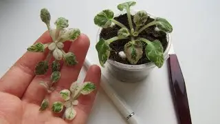 Удаление Пасынков У Фиалки/ Укоренение / Как И Чем Легко Удалить