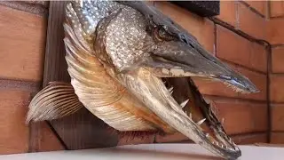 HOW TO MAKE A STUFFED PIKE HEAD? TROPHY FOR A 9 KG SPINNING ROD! DIY