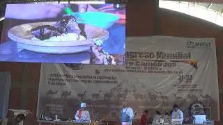VIII Congreso de Camelidos: Encuentro Gastronomico probamos la comida