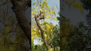 The Beauty of Golden Shower Tree