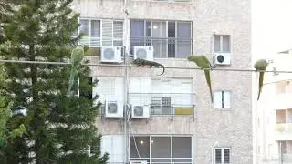 תוכי דררות תוקפות זיקית אמיצה הזוחלת על חוט החשמל למול חלוני - טבע עירוני