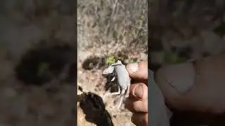 Что за зверь такой #геологоразведка #буровая #дикийзверь