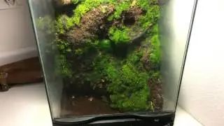 New Moss Terrarium Project