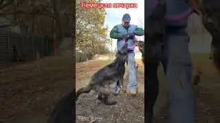 Black shepherd dog. Чёрная немецкая овчарка. 