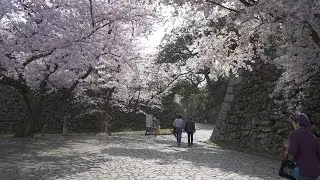 HANAMI, Cherry Blossom Viewing, Fukuoka, Japan 4k (Ultra HD) - 舞鶴公園／福岡