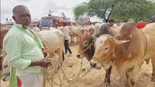 దేవరకద్ర సంతకి 2-4 పళ్ళ కోడెలను తెచ్చిన కర్ణాటక రైతు | Bulls market in Devarakadra ‎@purnafarms 